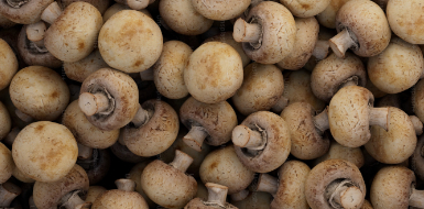 Mushroom spawn for small and commercial producers