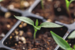 Pepper seedlings