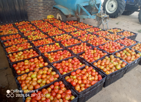 Tomato seedlings ready for transplanting