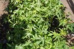 Tomato seedlings